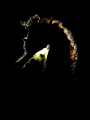   Seahorse Backlighting. Finally found one right position surroundings this type shot unfortunately alot sediment water so had remove fair amount backscatter after dive. Backlighting dive  